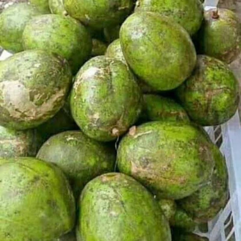 

Buah Kendondong Rujakan Buah Petisan Dongdong Lokal Segar 1kg