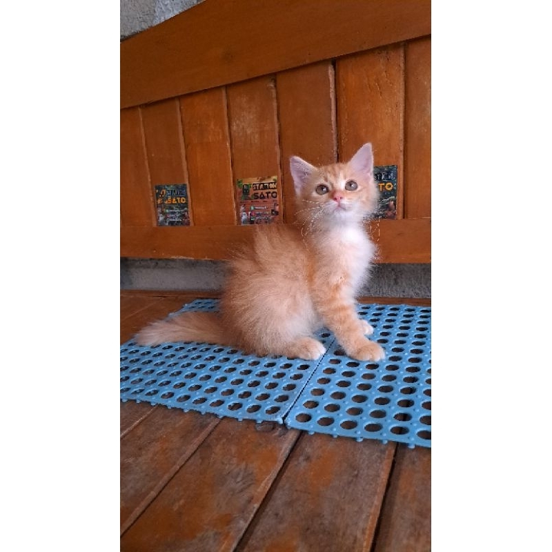 Kitten Persia Medium Oren Longhair