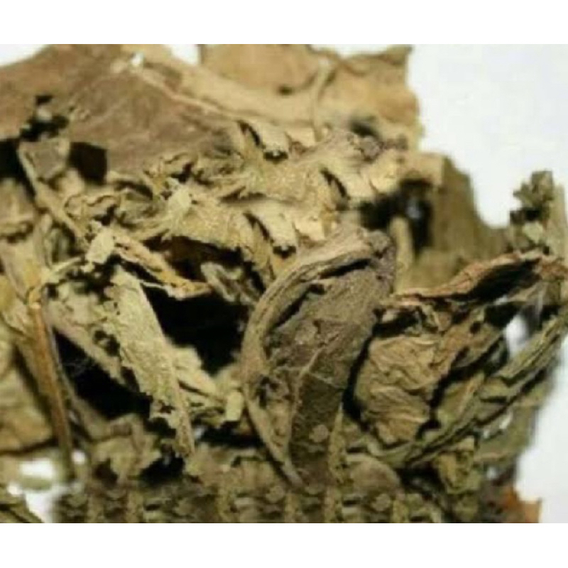 

Jual daun sembung kering natural alami-az