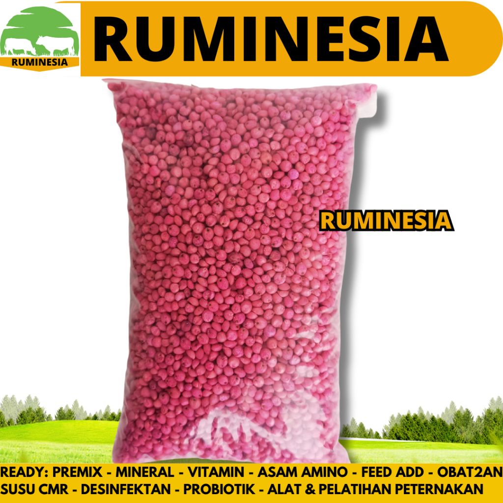 BENIH SORGUM BIOGUMA TIPE 2 - Biji sorghum bioguma - Sumber hijauan pakan ternak tinggi energy