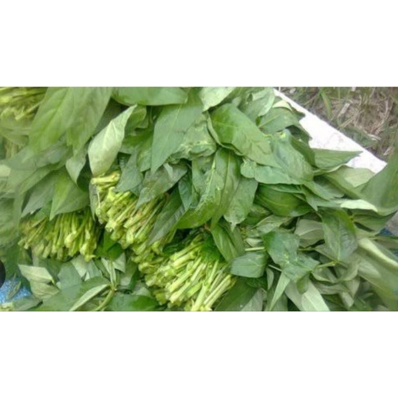 

daun ubi per ikatt / pampang online