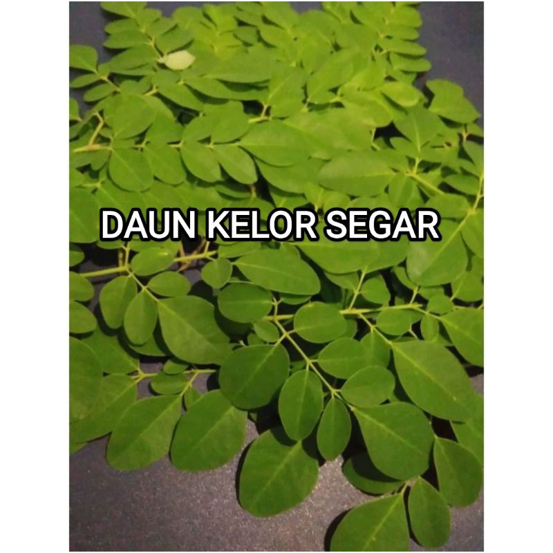 

daun kelor segar harga 1 ikat