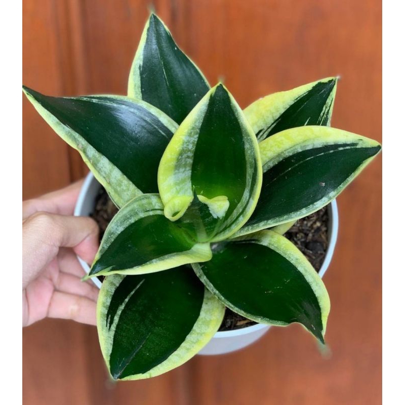 sansivera mini sansivera pagoda sansivera murah