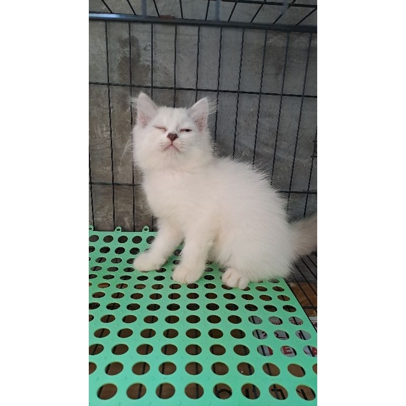 Anak kucing anggora/kitten persia flatnose betina/kucing persia betina/kucing putih betina/kucing white solid/kucing hinalaya