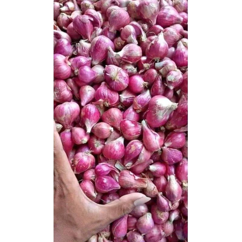 

TERMURAH BAWANG MERAH SUPER BREBES 500 GRM