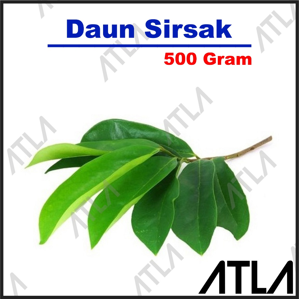 

Daun Sirsak Nangka Belanda 500 Gram Obat Herbal Alami Kanker Tumor