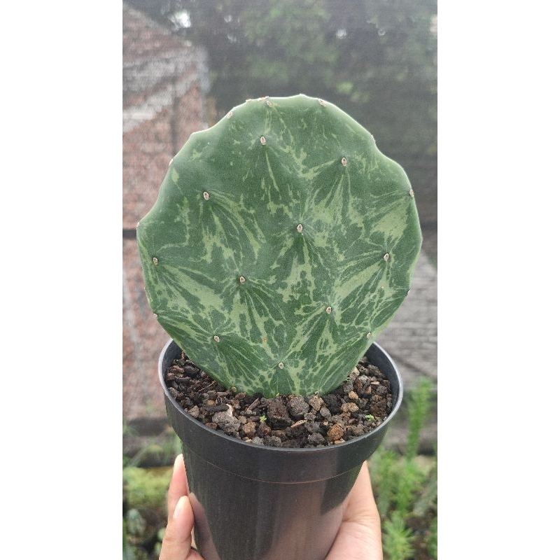 Kaktus Opuntia Gomei Variegata Super Rare Item