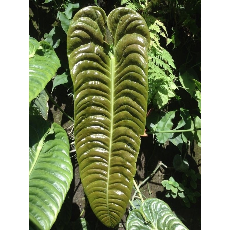 anthurium vetchii - Tanaman hias anthurium veitchii hybrid f1 - anthurium veitchii original