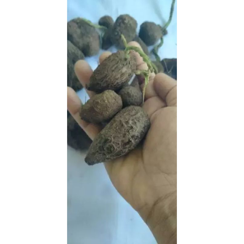 

buah glemboh / uwi hutN PROMO!! TERMURAH paket 5 pcs gratis satu