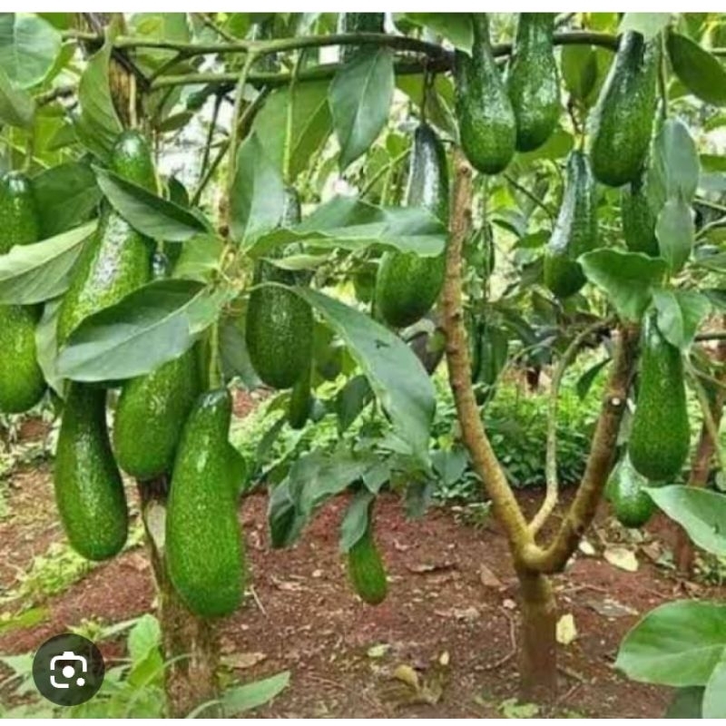 

pohon bibi alpukat segar jenis