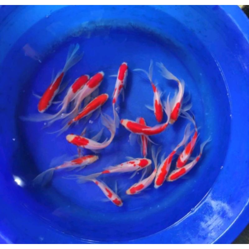 lkan komet slayer /non slayer