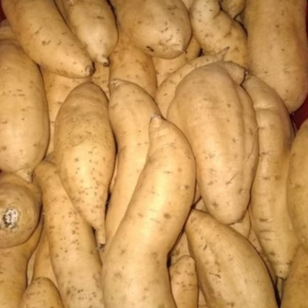 

Ubi cilembu madu mentah 1kg