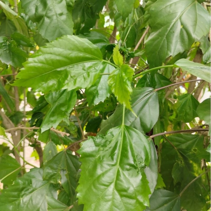 

Sedia Daun Bunga Lentera/Daun Bunga Sepatu 100gr