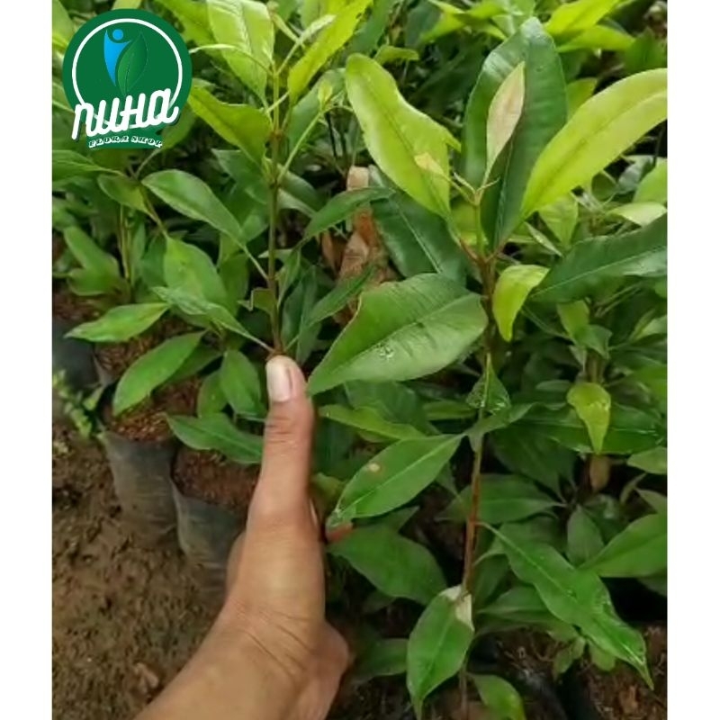 Bibit cengkeh bibit super