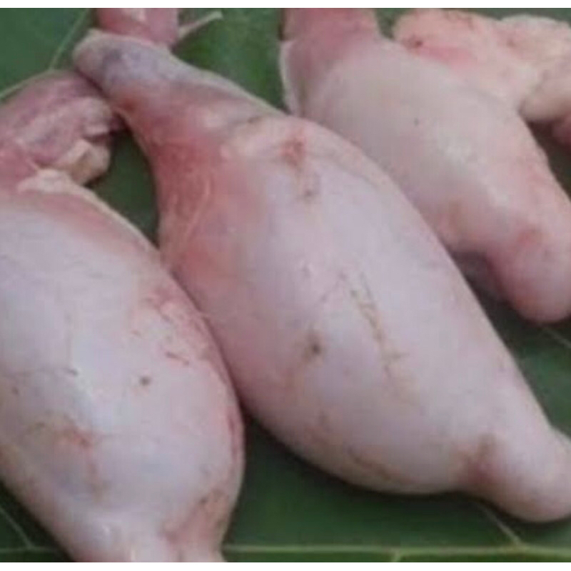 Torpedo kambing Lokal