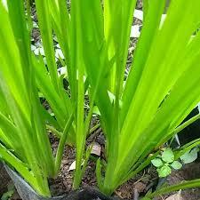 

DAUN DELINGO SEGAR FRESH 100 GRAM