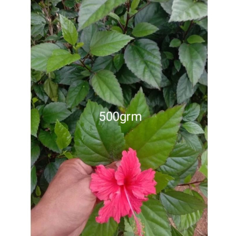 

Daun bunga sepatu segar 500grm daun wera