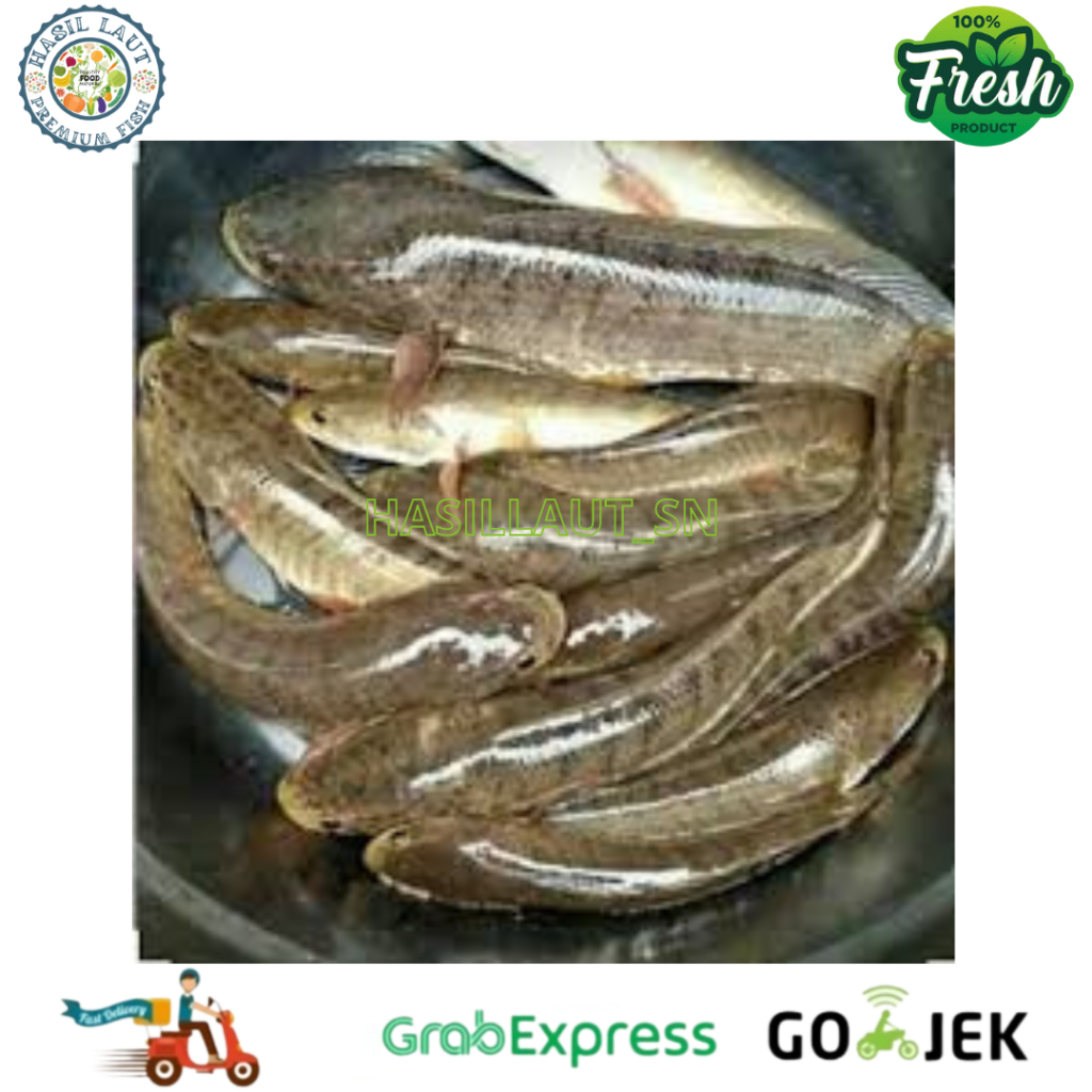 

Ikan Gabus Segar 1 Kg fresh