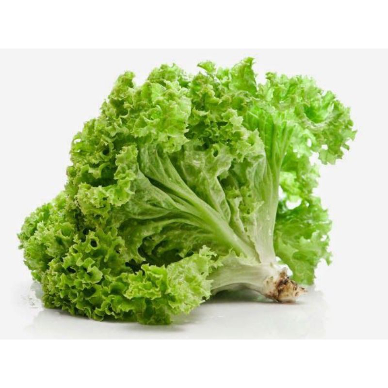 

Sayur SELADA Keriting 250 gram Sla Salad Sayuran Hijau Mentah Segar