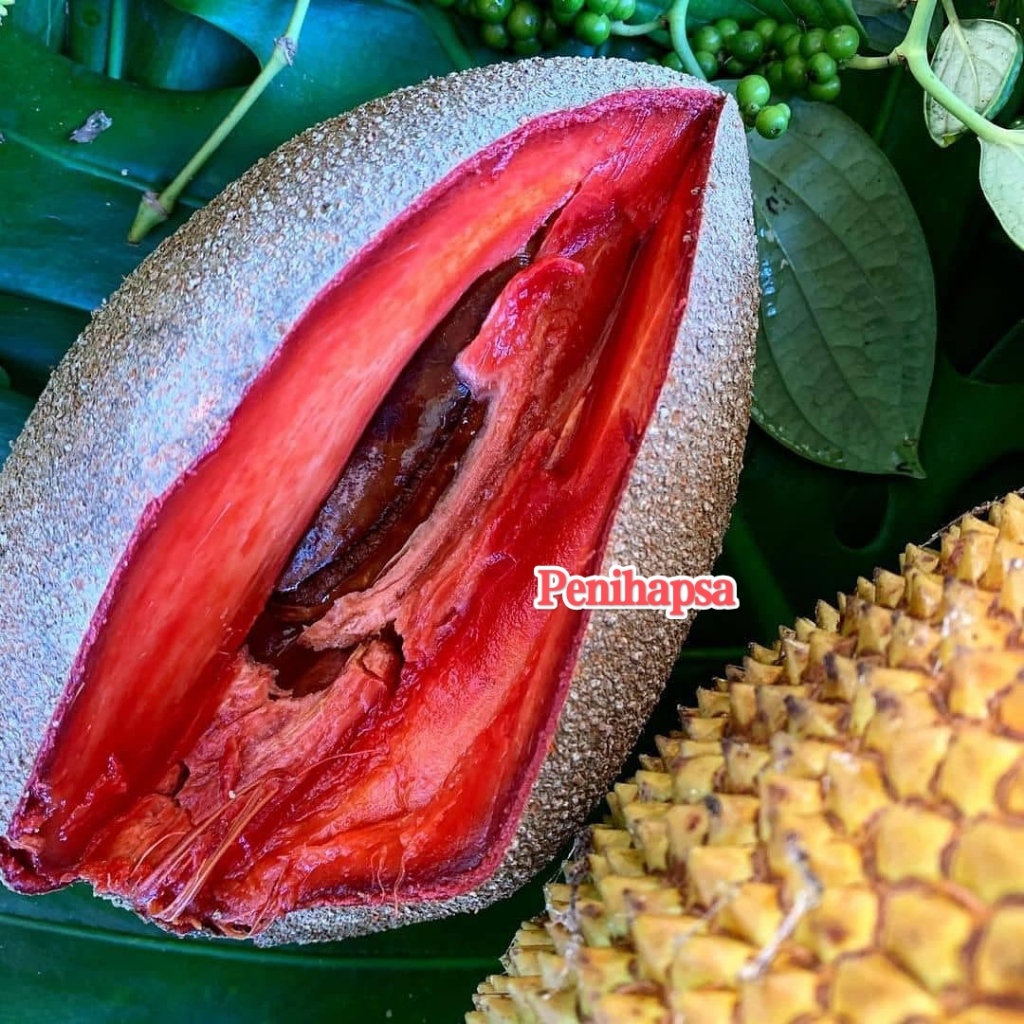 Bibit Sawo Jumbo Amerika Super Cepat Berbuah