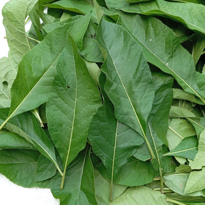

Daun Afrika sambung nyawa segar 500 gram