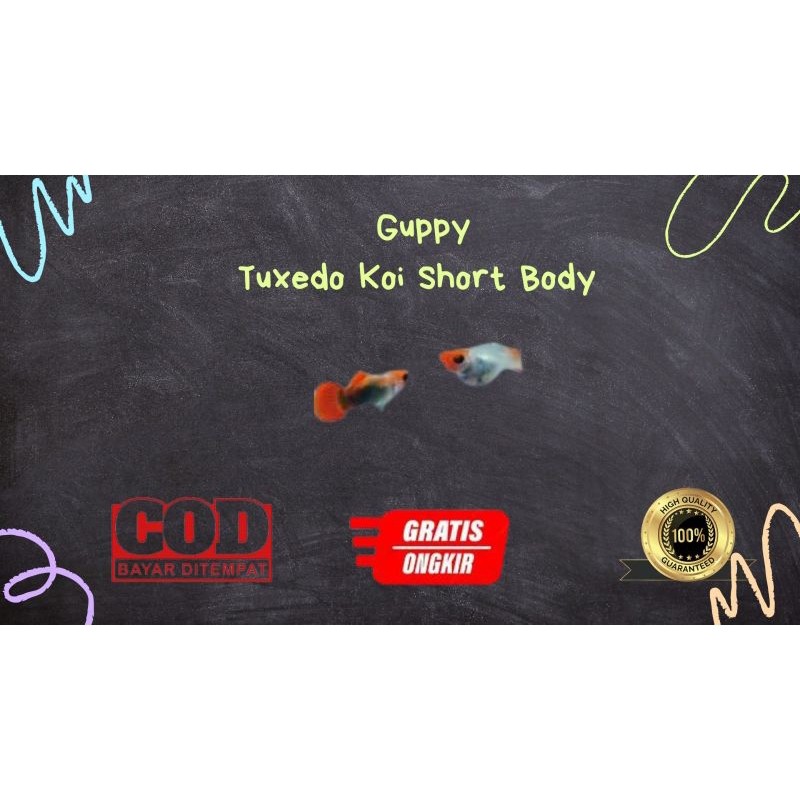 

Packing kardus / styrofoam tuxedo koi short body glassbelly