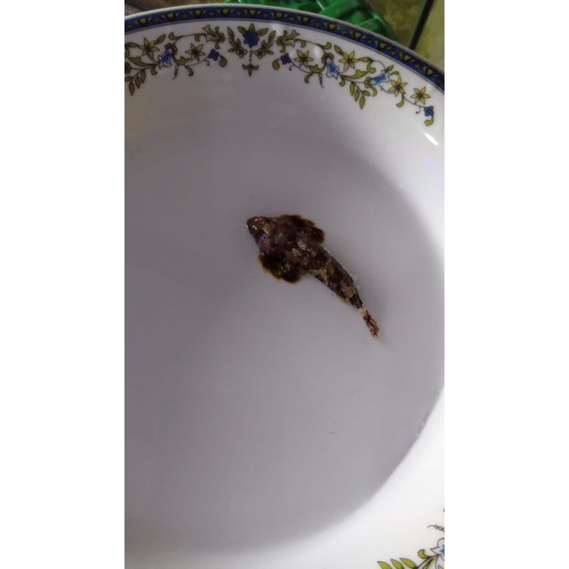 Mandarin Sanur (Ikan hias laut)