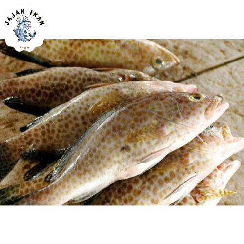 

Ikan Kerapu/ Kerapu Segar Beku 1 KG