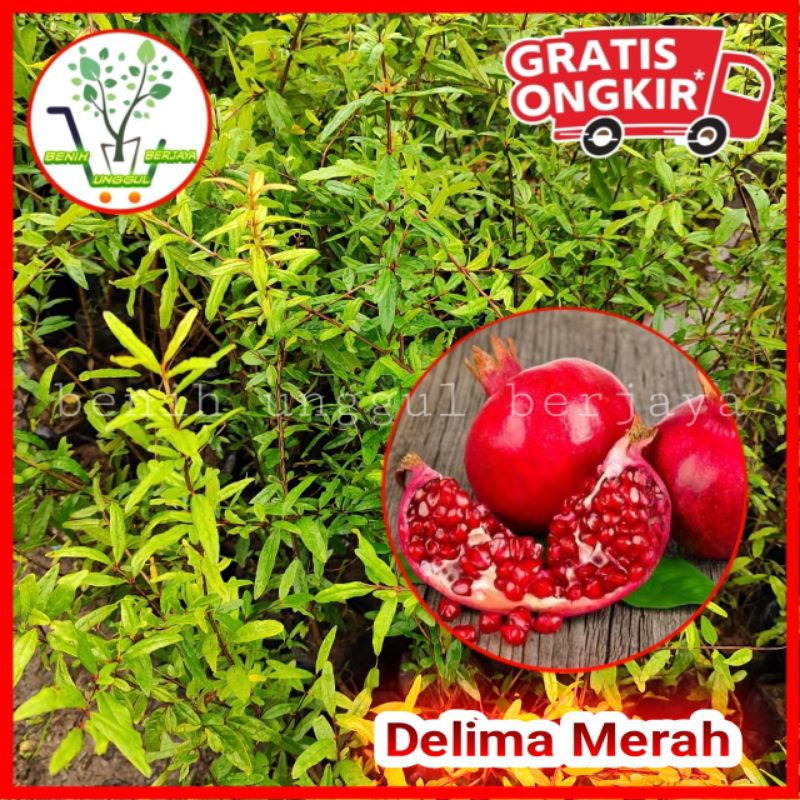 Bibit Delima Merah Jumbo