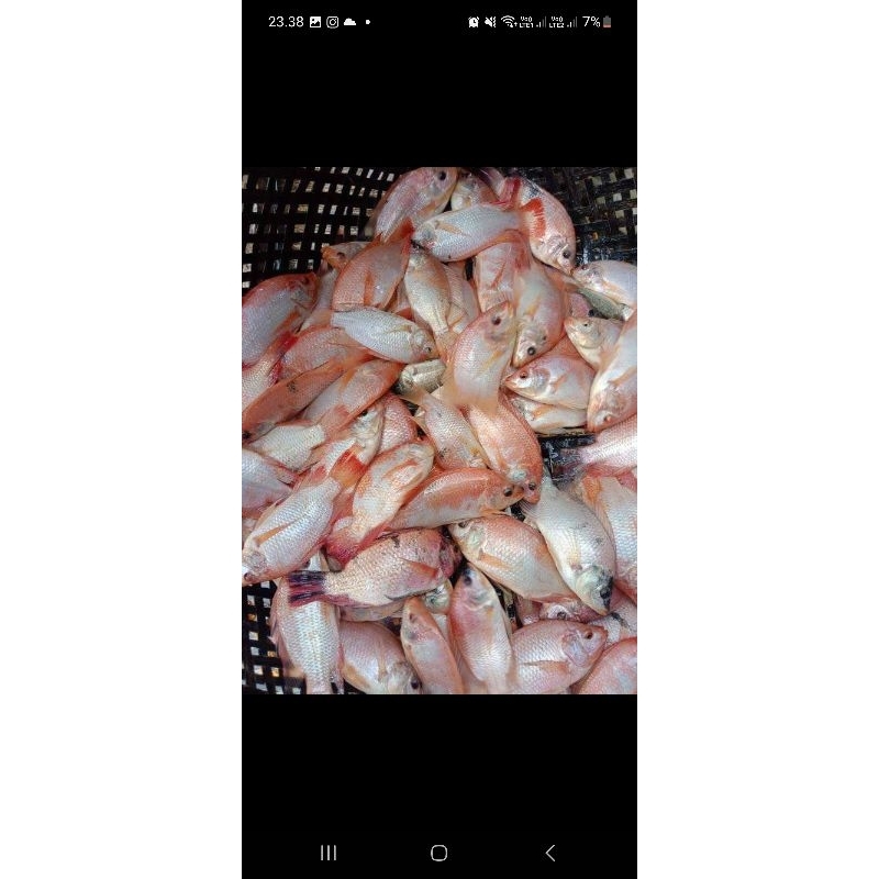 bibit nila merah bangkok monosex 2-4 jarian