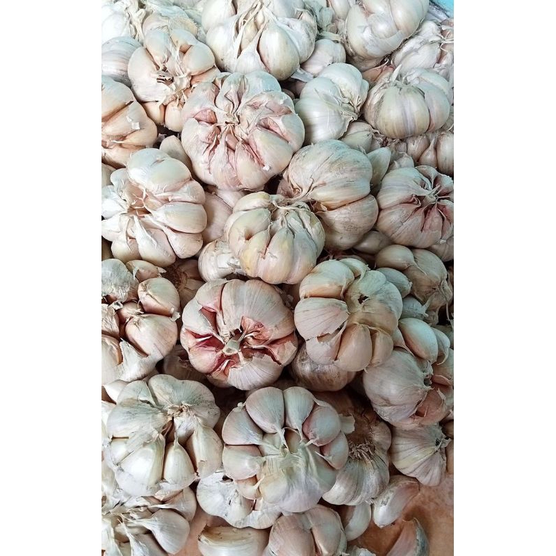 

bawang putih 1 kg