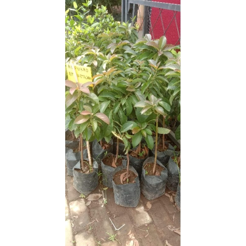 BIBIT ALPUKAT JENIS RED VIETNAM TINGGI 1 METER