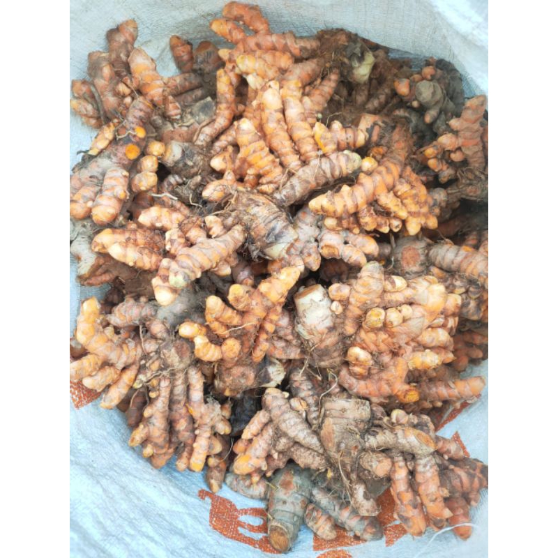 

Kunyit/kunirsegarmurah
