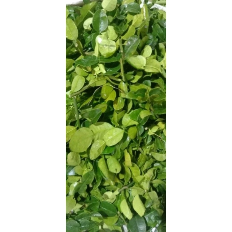

Daun Jeruk per 50gr