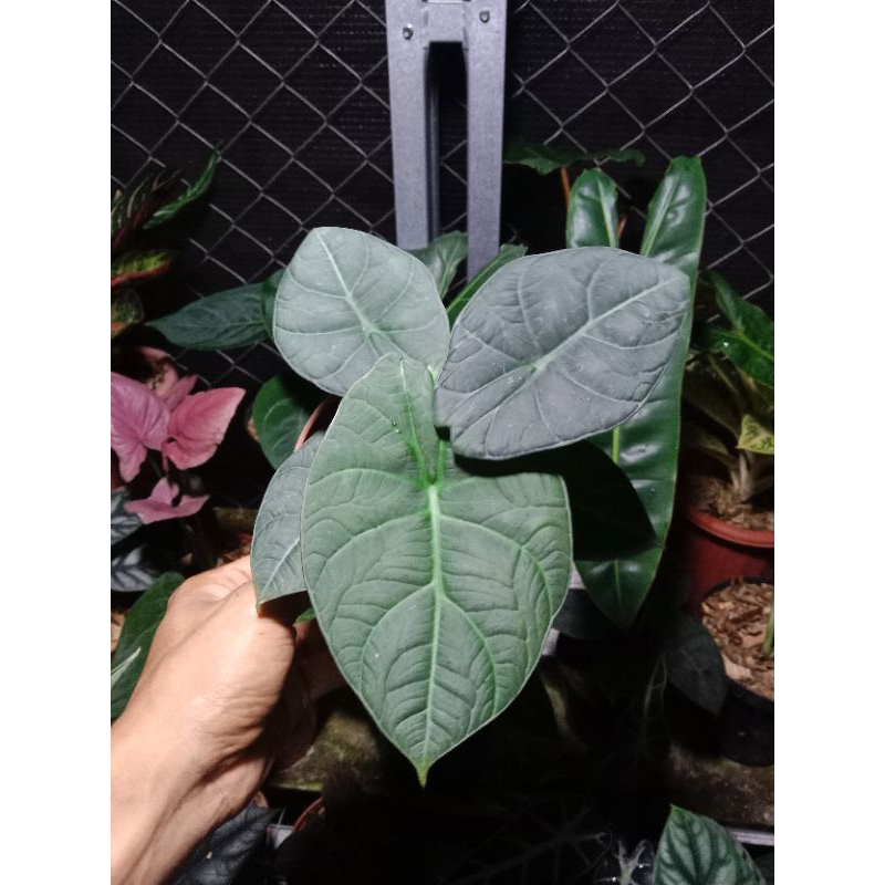 alocasia maharani