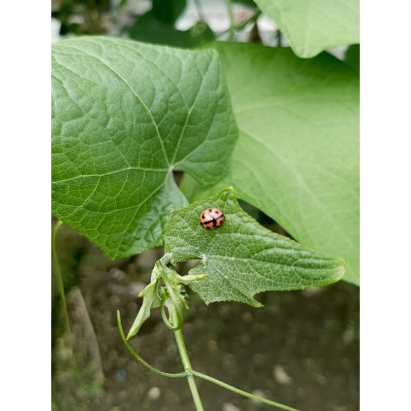 KUMBANG KOKSI/LADY BUG KUMBANG PREDATOR KUTU DAUN 5 EKOR