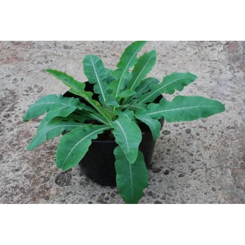 

Daun Tempuyung Segar Obat Herbal Untuk Ginjal isi 100 gram