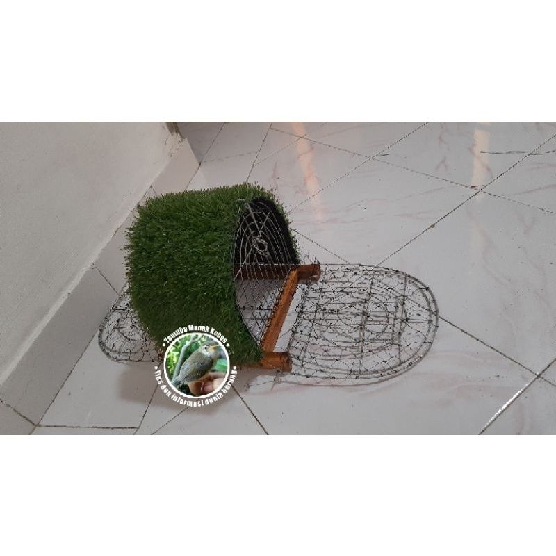 kandang jebak burung puyuh doble trap thailand