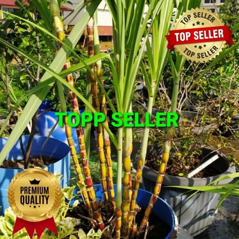 Tebu pelangi termurah di indonesia