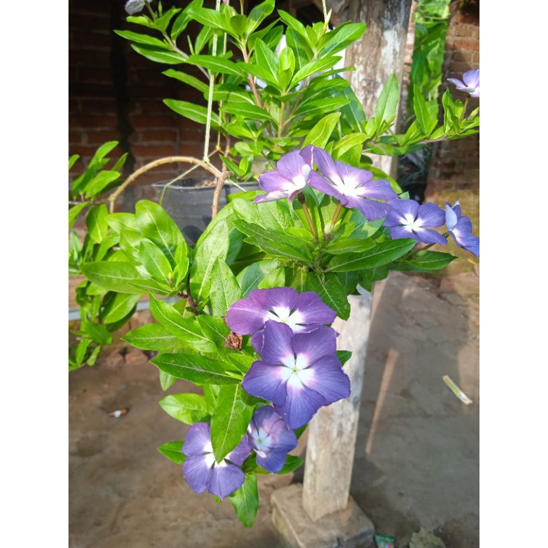 benih bunga vinca gantung C