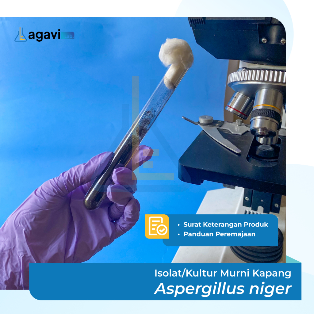Isolat/Kultur Murni Kapang Aspergillus niger