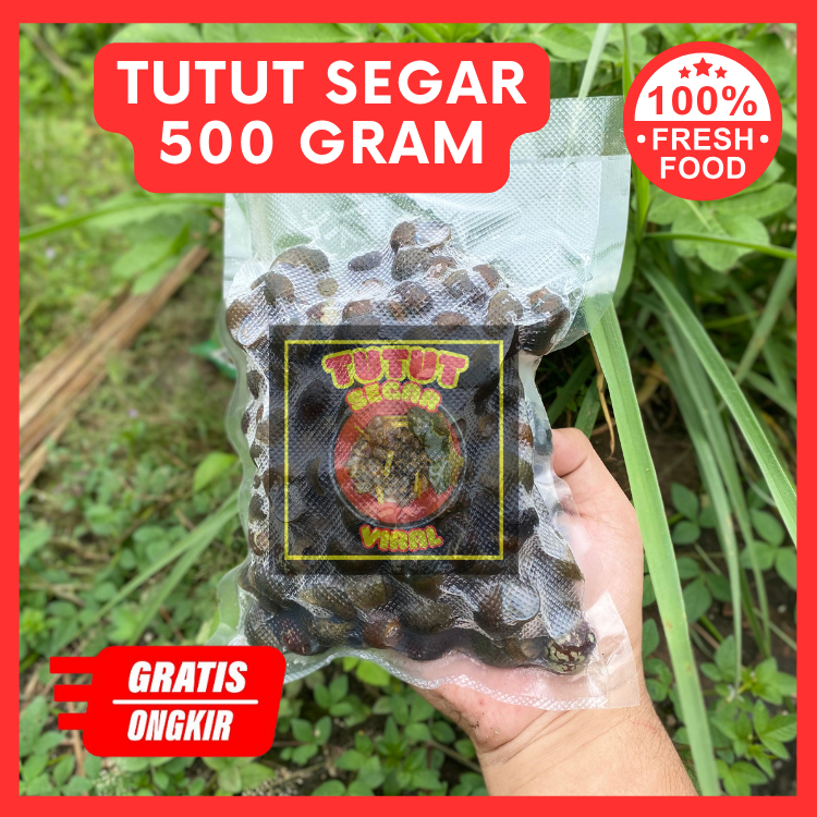 Tutut Keong Tutut Matang Mentah Tutut Sawah Segar 500 Gram