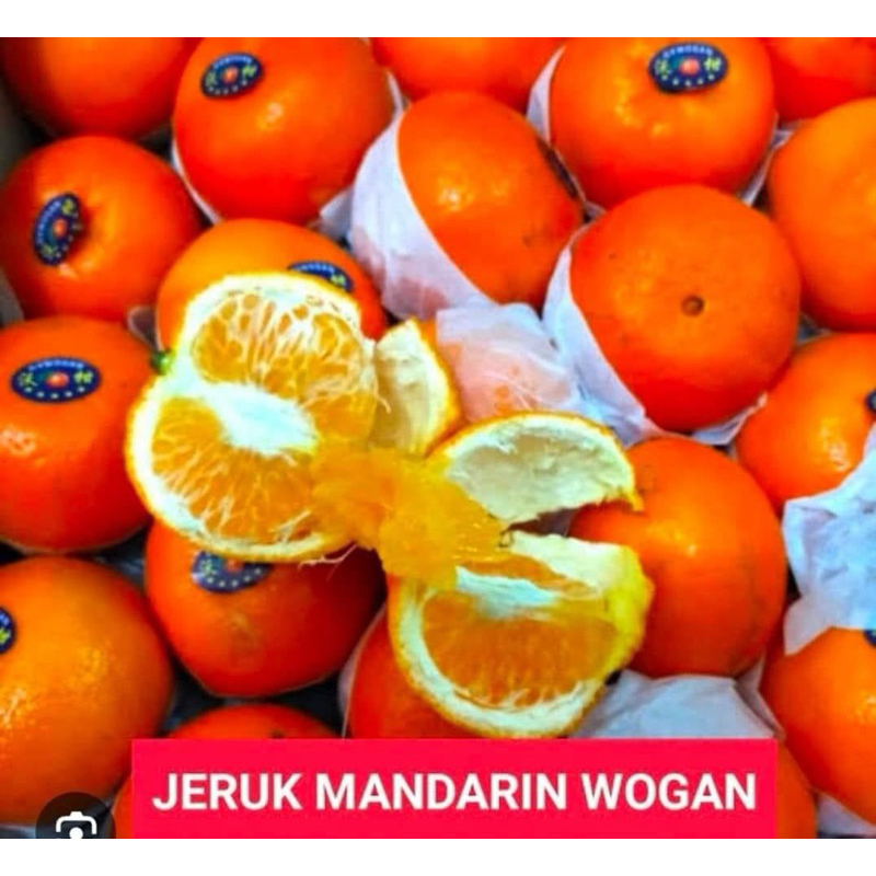 Bibit Jeruk Mandarin Pakistan Okulasi