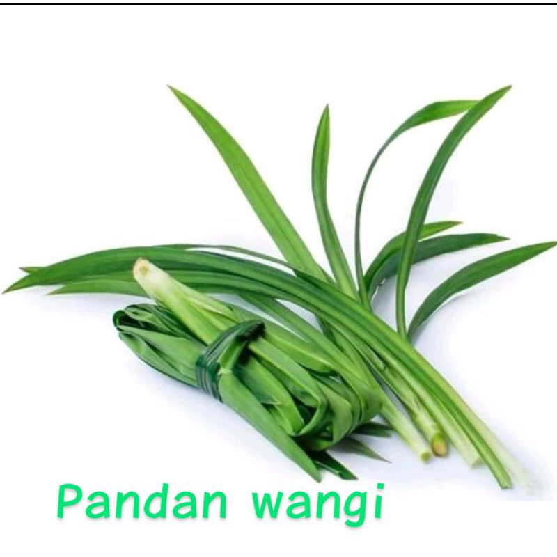 

daun pandan wangi