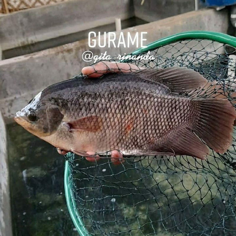 

ikan gurame segar dari kolam