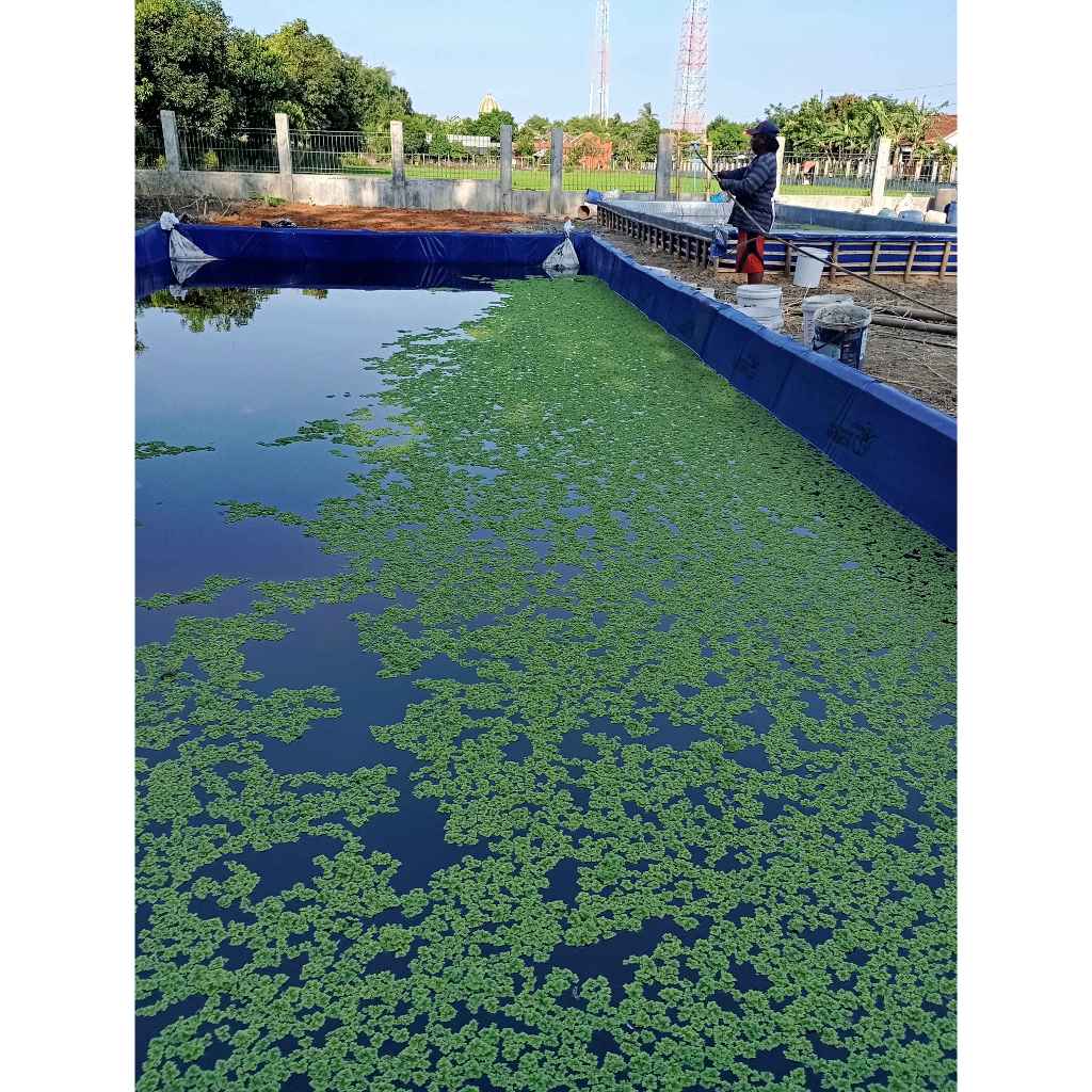 jual azolla microphylla, azolla pakan ikan, bibit tanaman azolla, 500 gram