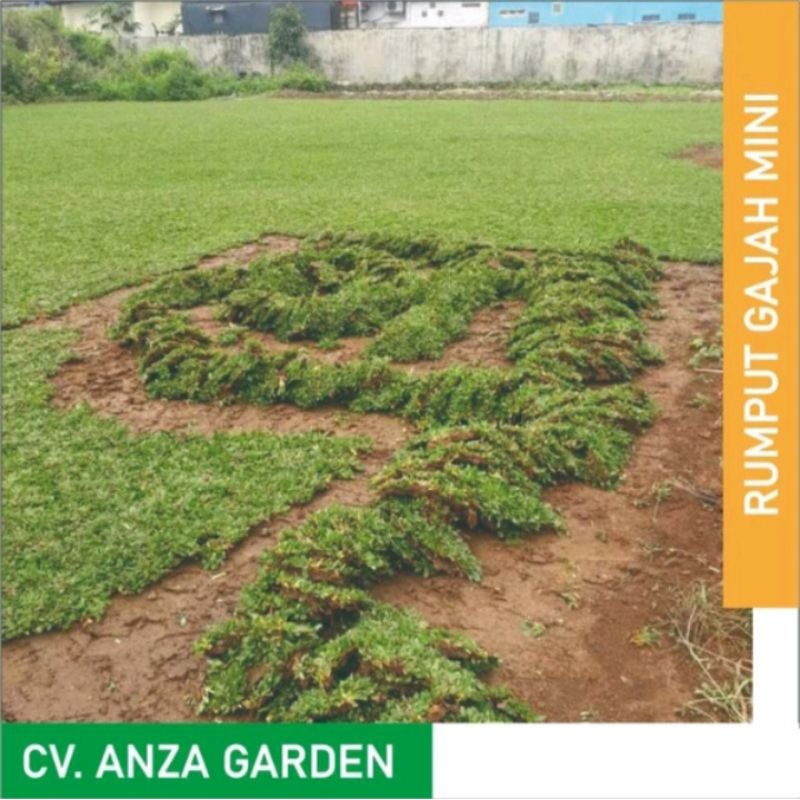 Rumput Gajah Mini per meter | Rumput Taman | Rumput Gajah mini Murah Minimal Order 100 meter