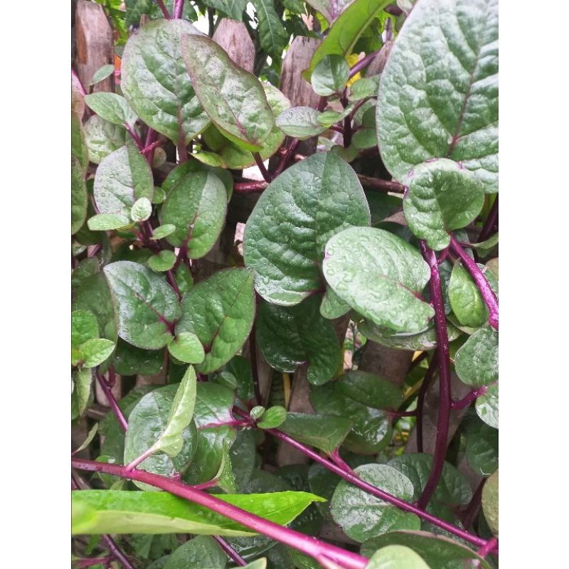 

daun BINAHONG MERAH 50 LEMBAR FRESS