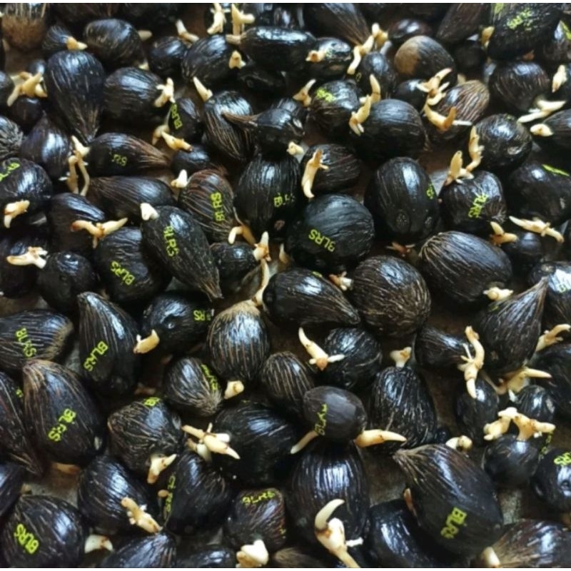 5000/butir Benih Bibit Polong Kecambah sawit DXP LONSUM original