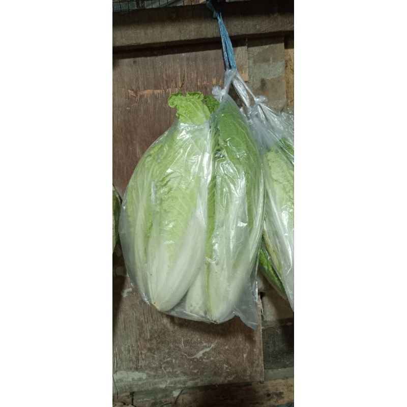 

sawi putih 500 gr, 1kg